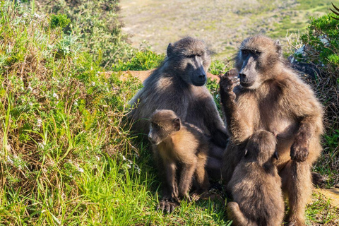 Da CapeTown:Tour di un giorno intero al Capo di Buona Speranza&amp;Cape Point