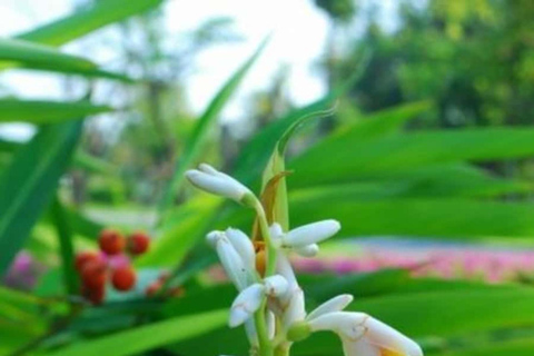 Zanzibar: Jozani forest and Butterfly day tour TOUR WITH TRANSFER (HOTEL PICK-UP AND DROP-OFF)