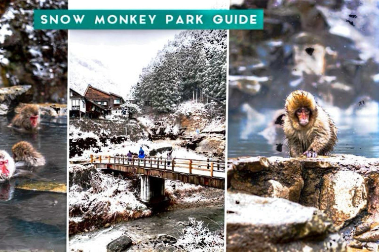 From Tokyo: Nagano Full Day Private Snow Monkey Park Tour
