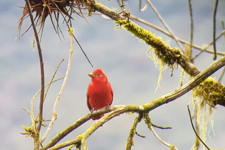 Cali: Birdwatching Tour with Breakfast and Guide