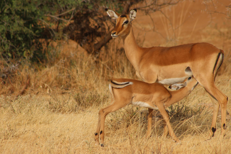 9-Days Mount Kenya and Samburu Safari