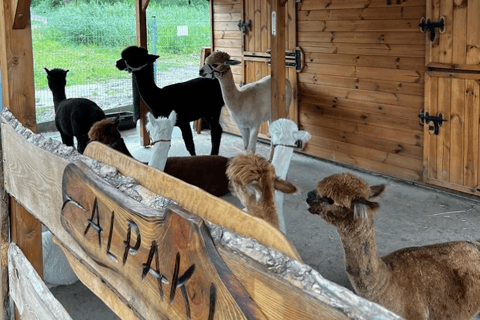 Alpaca Park: choose your alpaca for a walk + feeding