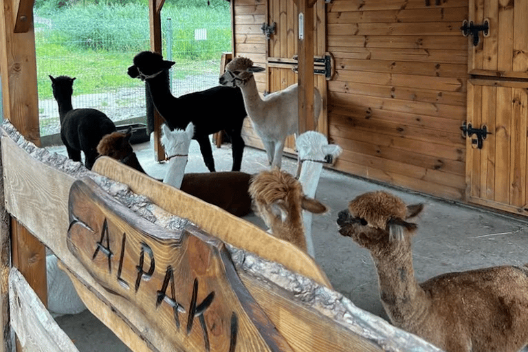 Alpaca Park: choose your alpaca for a walk + feeding