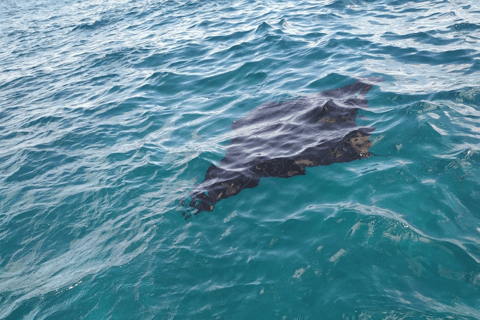 Vanuit Lembongan: Snorkelen 3 Spot Manta Bay, Gamat en MuurOchtendsessie