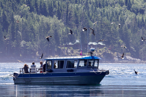 Campbell River: Grizzly Bear Expedition with Lunch