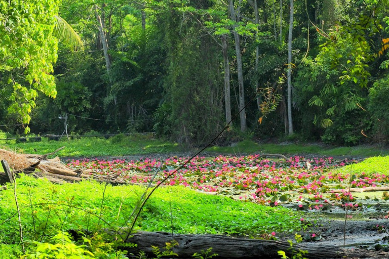 Phuket/Khao Lak: Ko Surin – 3-Riff-Schnorcheln-MeisterwerkAbholung vom Hotel in Phuket