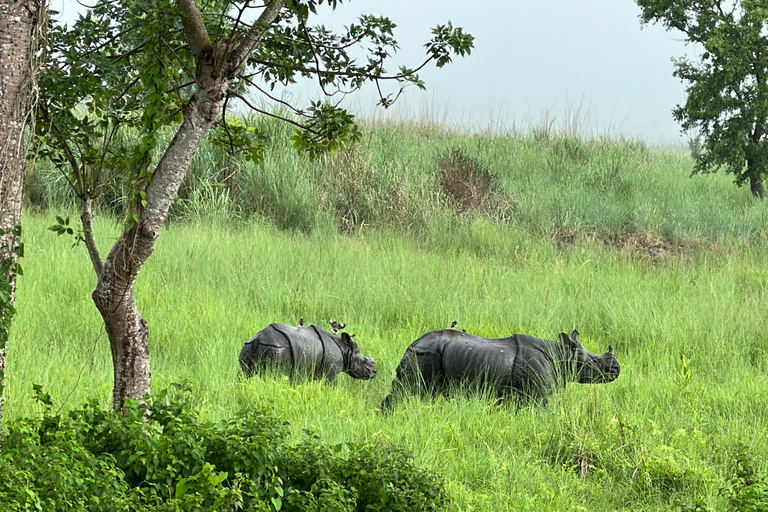 From Kathmandu to Chitwan: Jungle Safari + Meals &amp; Transport