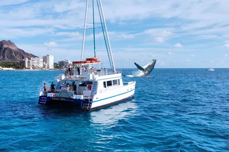 Oahu: Waikiki Whale-Watching-Bootsfahrt. Foto: GetYourGuide