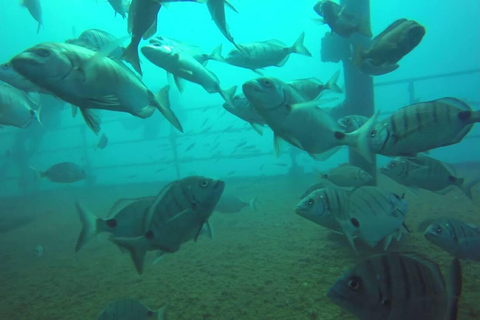 Doble zambullida en el Parque del Renacimiento Oceánico