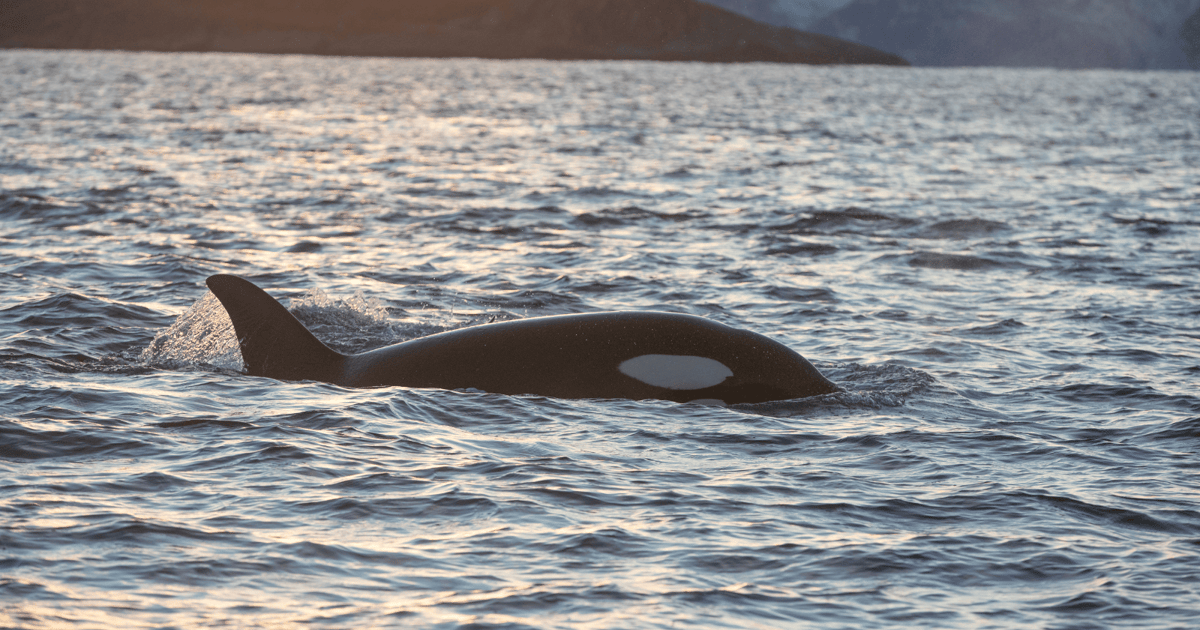 Tromsø: Plavba s pozorováním velryb na palubě MS Alba | GetYourGuide