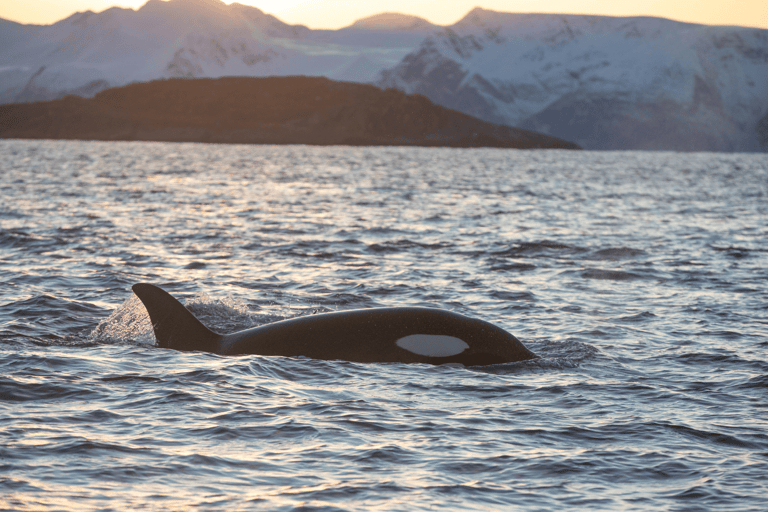 Tromsø: Responsible Whale Watching Cruise Aboard MS Alba