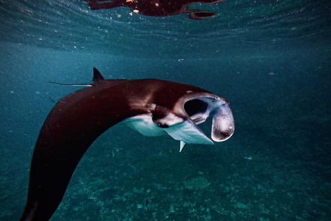 Nusa Penida: Manta Ray & Blue Coral Snorkeling Adventure