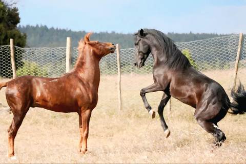 Addis Ababa: Horse Riding & Wild Hyena Adventure near Entoto