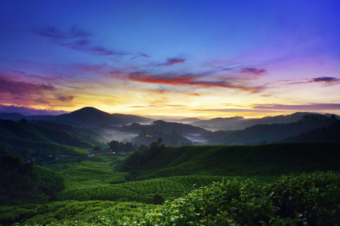 Desde Kuala Lumpur Excursión de un día a Cameron Highlands