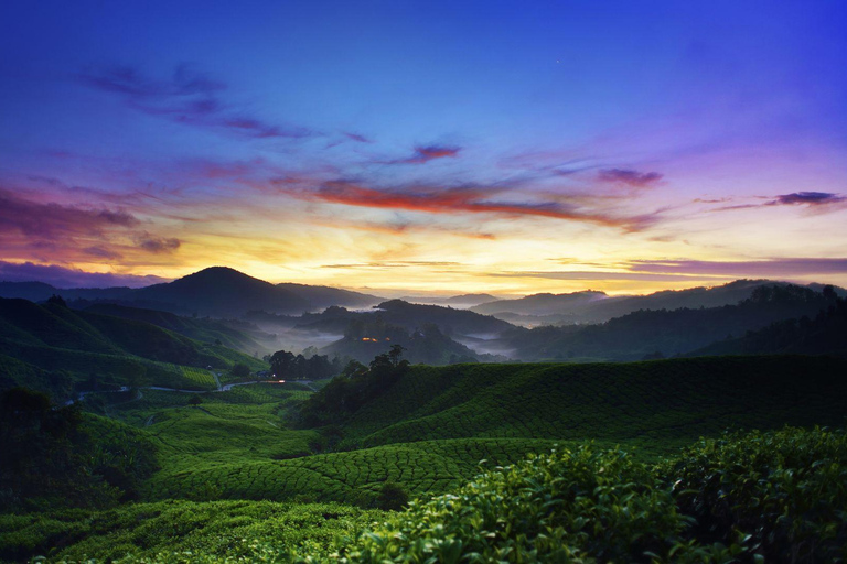 From Kuala Lumpur: Cameron Highlands Full-Day Tour