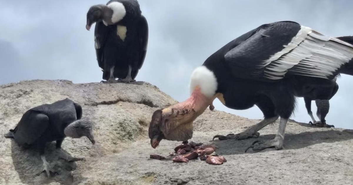 Popayan: Condor Watching in Purace + San Juan Hot Springs | GetYourGuide