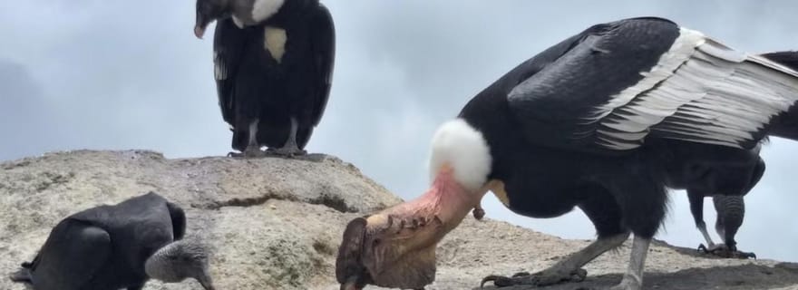 Popayan : Observation des condors à Purace + San Juan Hot Springs