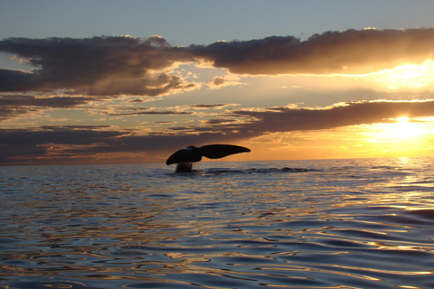 From Puerto Madryn: Full-Day Valdes Peninsula Tour
