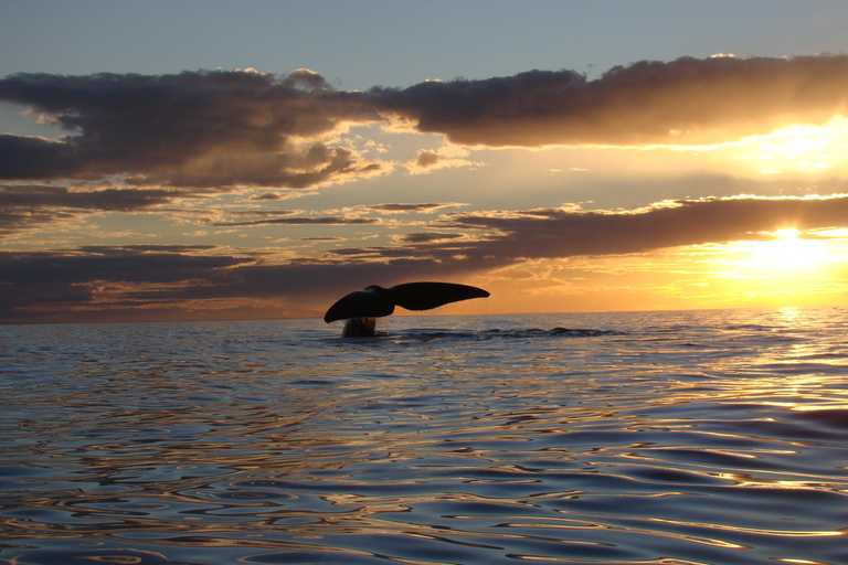 From Puerto Madryn: Full-Day Valdes Peninsula Tour
