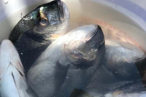 Rhodes : Excursion en bateau de pêche (petit groupe, repas et boissons inclus)Billets de bateau + transfert de Lachania, Plimmiri