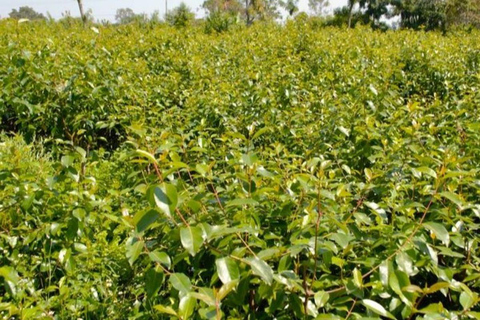 Addis Ababa: Khat, Coffee, and Gari Ride Tour with Guide