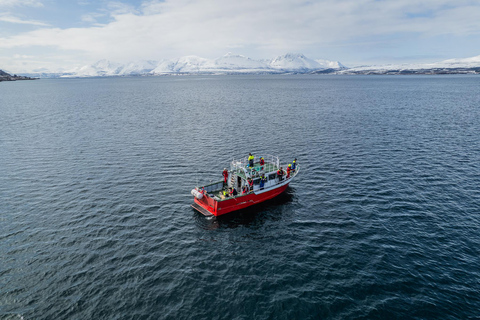 Tromsø: Nocturnal cod fishing with meal.