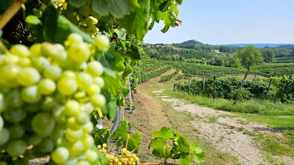 Von Venedig aus: Prosecco-Verkostung und Mittagessen