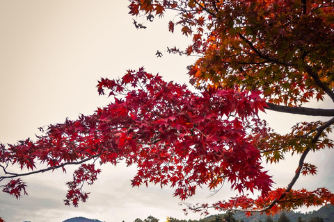 Kyoto & Nara: Private Cultural Journey with Guide & Pickup