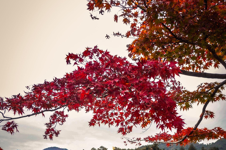 Kyoto & Nara: Private Cultural Journey with Guide & Pickup
