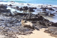 Adventure de kakak auto-manquée des îles Mokulua - Housity