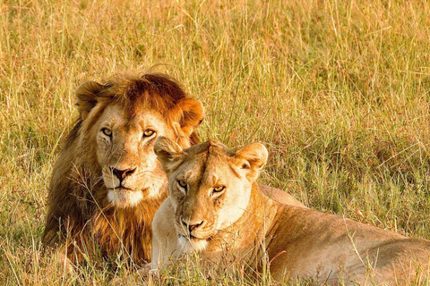Z Zanzibaru: 2-dniowe safari w Serengeti z przelotami