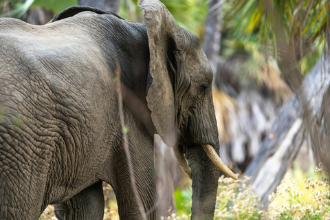 Dar es Salaam: 3-Day Nyerere National Park Safari