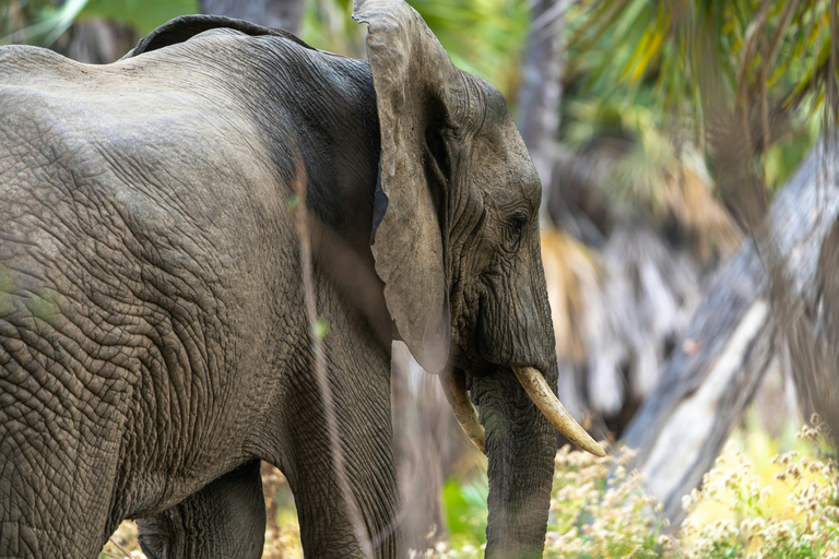 Dar es Salaam: 3-Day Nyerere National Park Safari