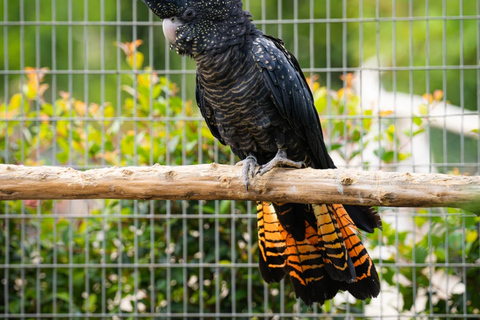 Visit to Madeira Bird Island
