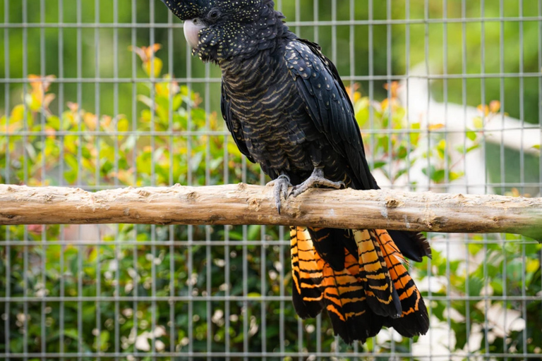 Visit to Madeira Bird Island