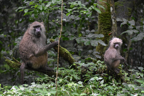 Arusha : Excursion d&#039;une journée dans le parc national d&#039;Arusha