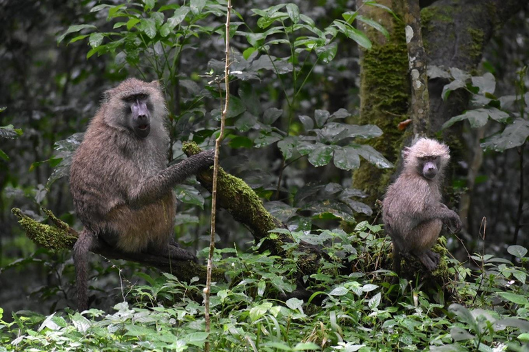 Arusza: 1-dniowa wycieczka Safari do Parku Narodowego Arusza