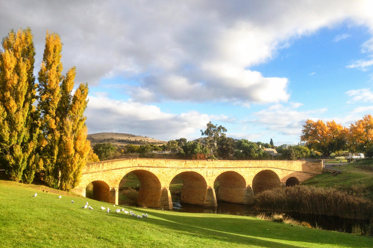 Tasmanië: 6-daagse natuurtour vanuit HobartMotel Tweepersoonskamer