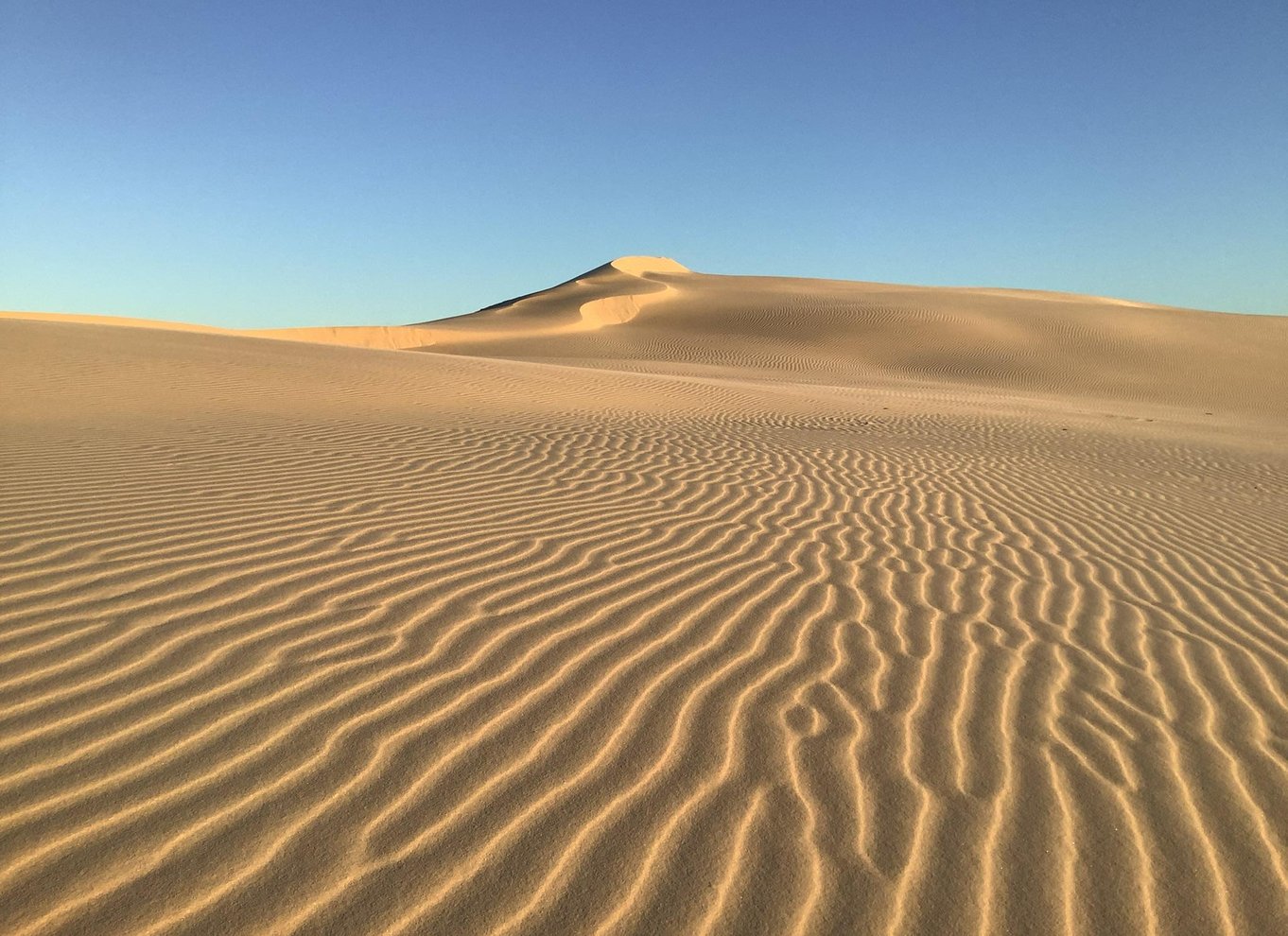 Port Stephens: Ubegrænset sandboarding med 4WD-transport til klitterne