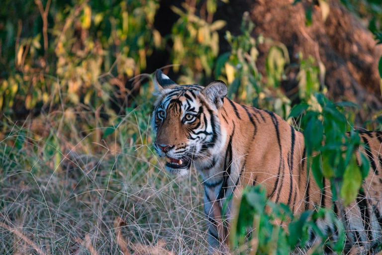 8-Day Golden Triangle Tour With Ranthambore & Jhalana Safari Tour With 3-Star Hotel Recommendation