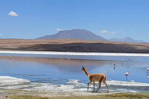 من أتاكاما، تشيلي: جولة خاصة لمدة يومين في مسطحات الملح في أويوني