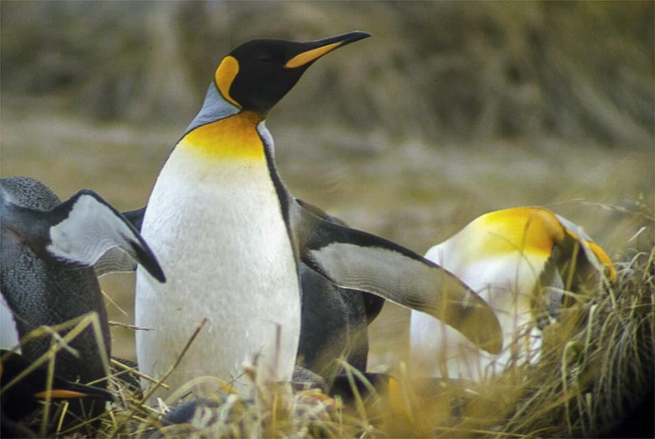 Pinguini di Magellano su una bassa riva erbosa accanto al canale di Beagle