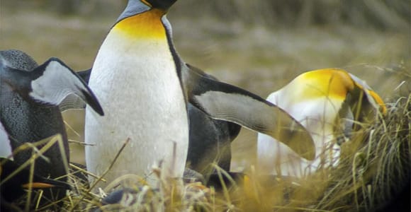 Magellan-Pinguine auf einer niedrigen Grasfläche am Ufer des Beagle-Kanals