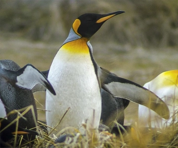 Ushuaia: Beagle Channel Boat Tour and Penguin Experience
