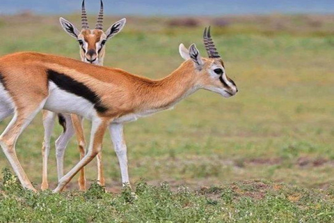 Nairobi: 2-Day Amboseli National Park Safari