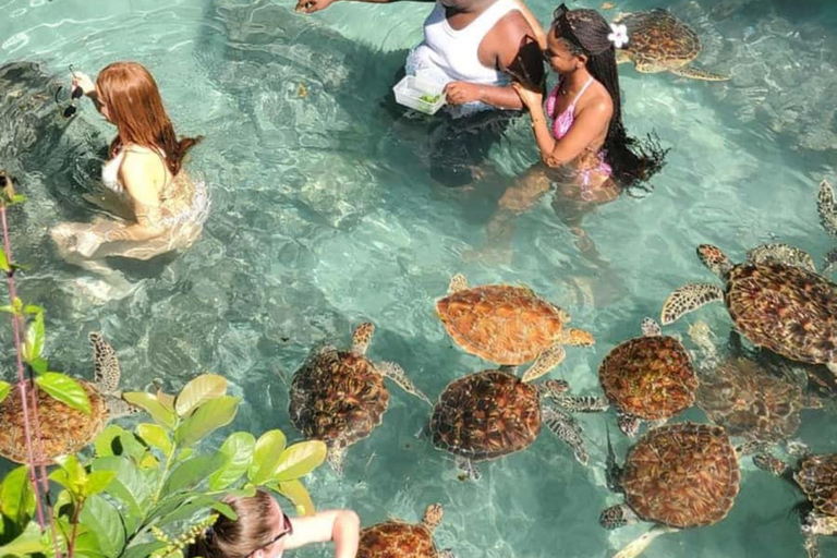 Jozani Forest & Turquoise Waters Turtle Swim at Salaam Cave TOUR WITHOUT HOTEL PICKUP AND DROP OFF