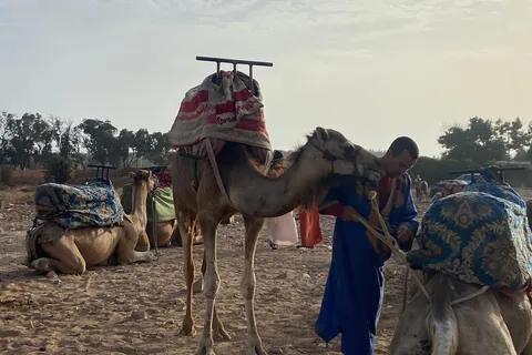 Agadir: Paseo en camello al atardecer con cena marroquí + traslado