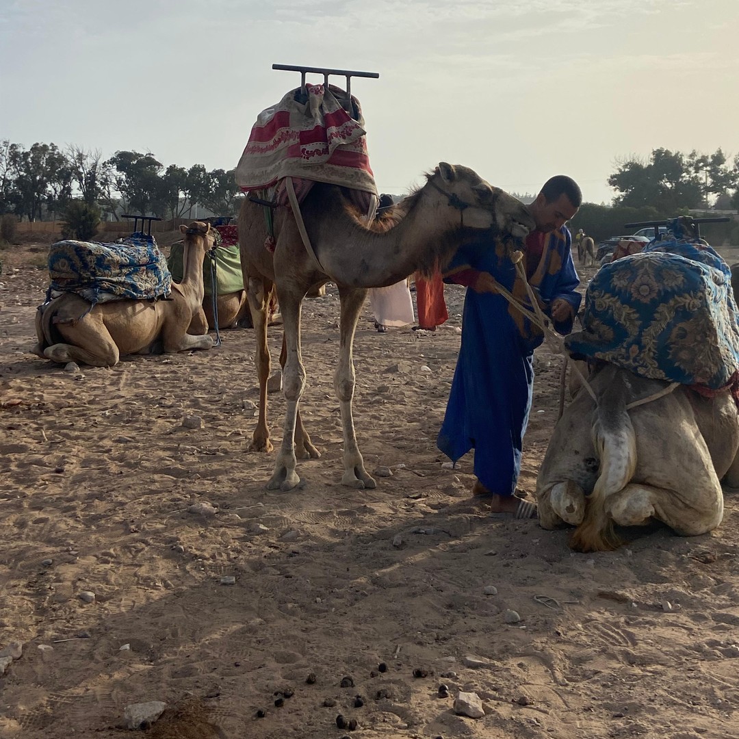Agadir : Balade à dos de chameau au coucher du soleil avec dîner marocain + transfert.