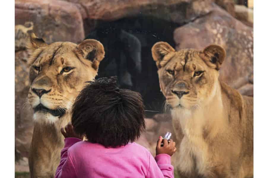 Ticket für einen Tag im Phoenix Zoo. Foto: GetYourGuide