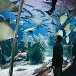 Istanbul: biglietto d'ingresso per l'acquario